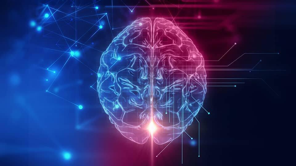 Brain