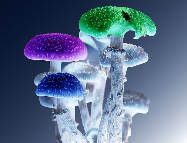 Psilocybin Mushrooms